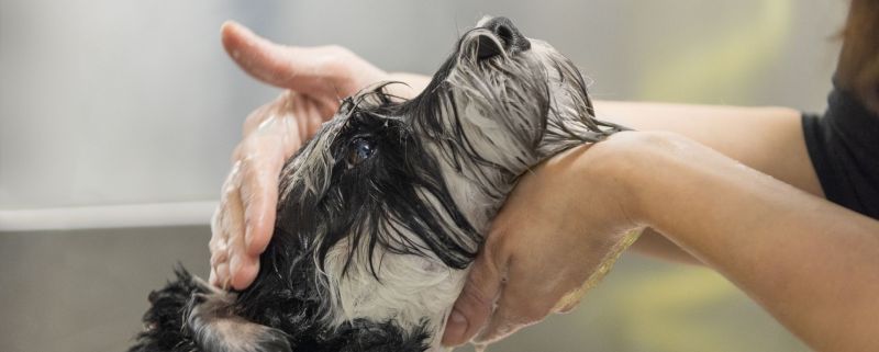 How Variable Is The Grooming Process For Dogs of Different Age and Breed?