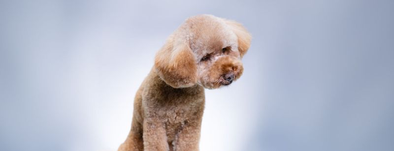 How to Find the Right Groomer?