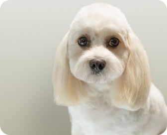 Why Should You Groom Dogs?