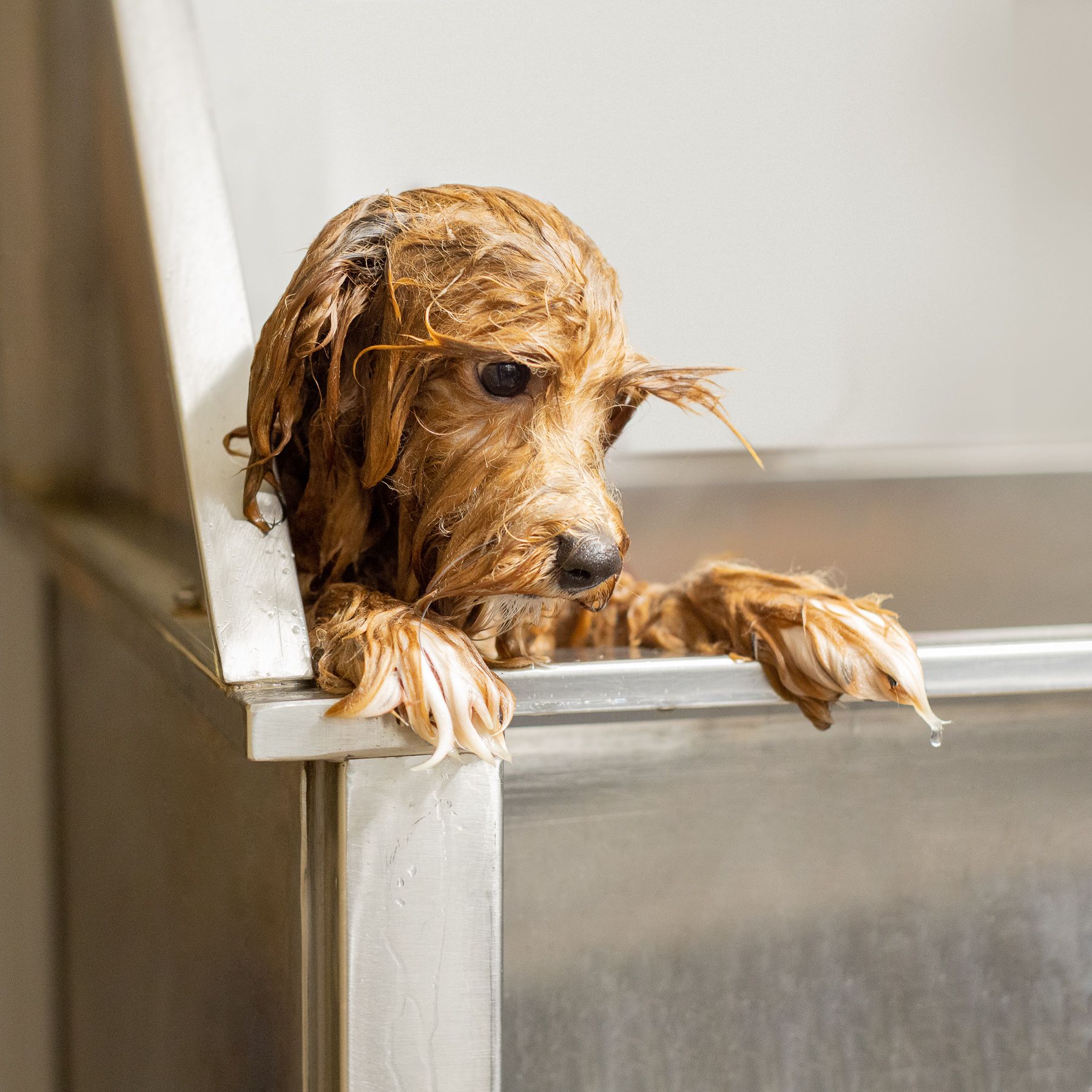 Another puppy in a bath.jpg