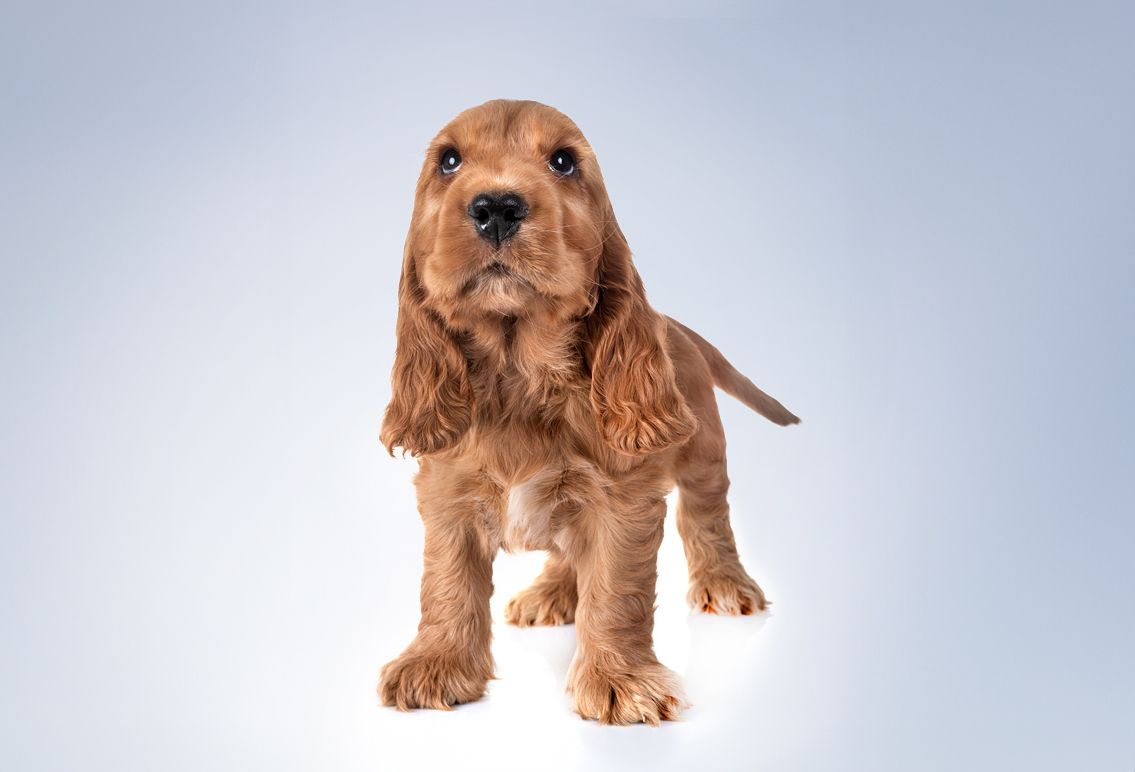 Cocker puppy with grey background.jpg