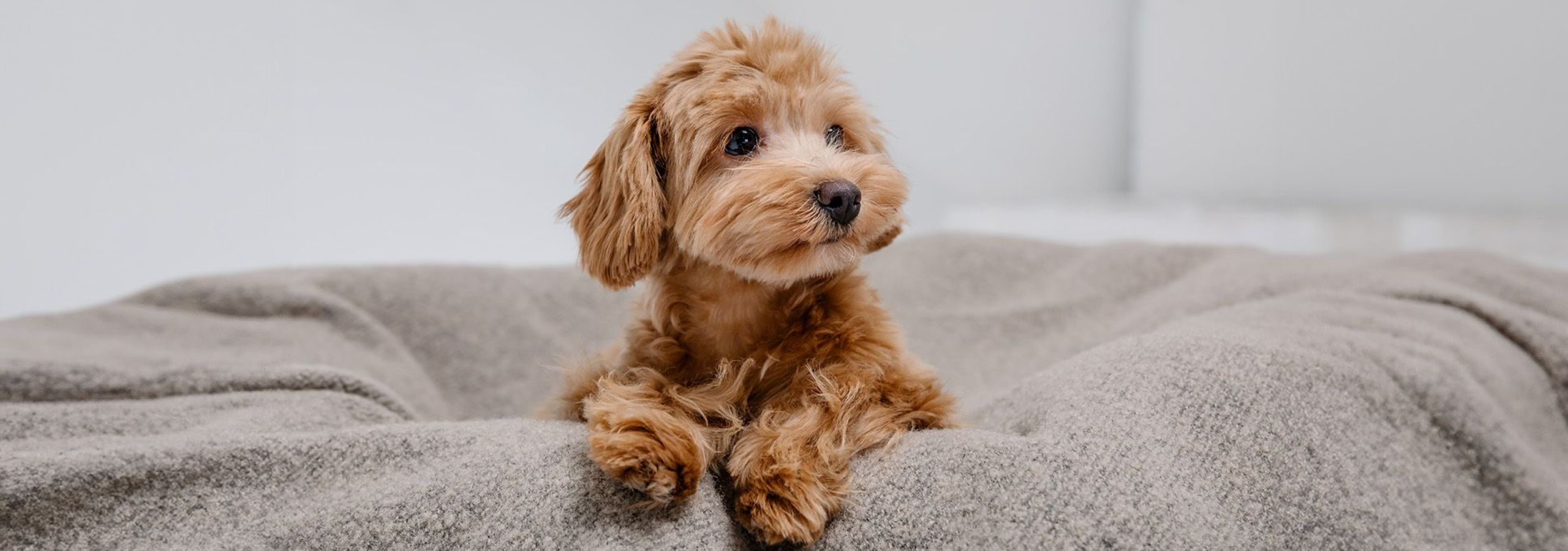 Maltipoo puppy long.jpg