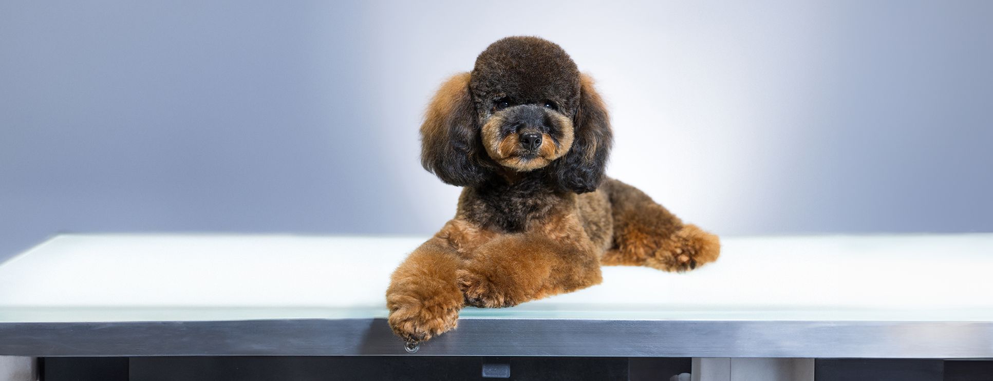 dog posing for photo after a grooming service 