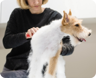 How Long Does Dog Grooming Take?