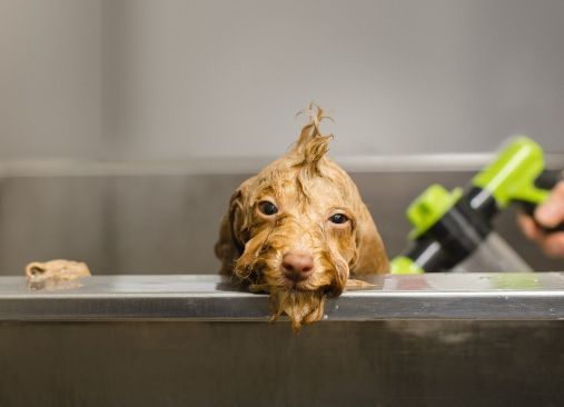 When Should the Dog Grooming Process Start?