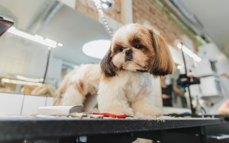 How Often Should Dogs be Groomed?