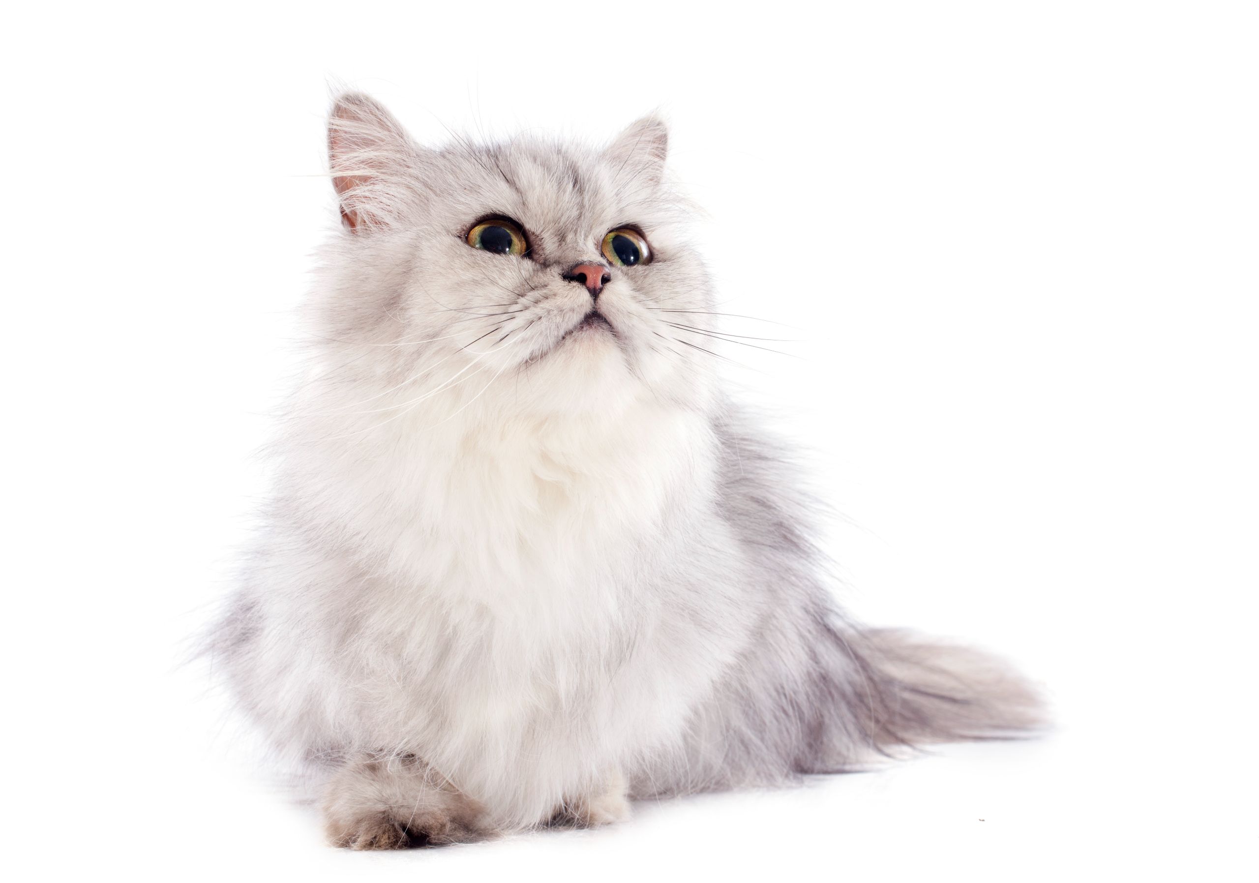 persian-cat-2023-11-27-05-24-46-utc.JPG