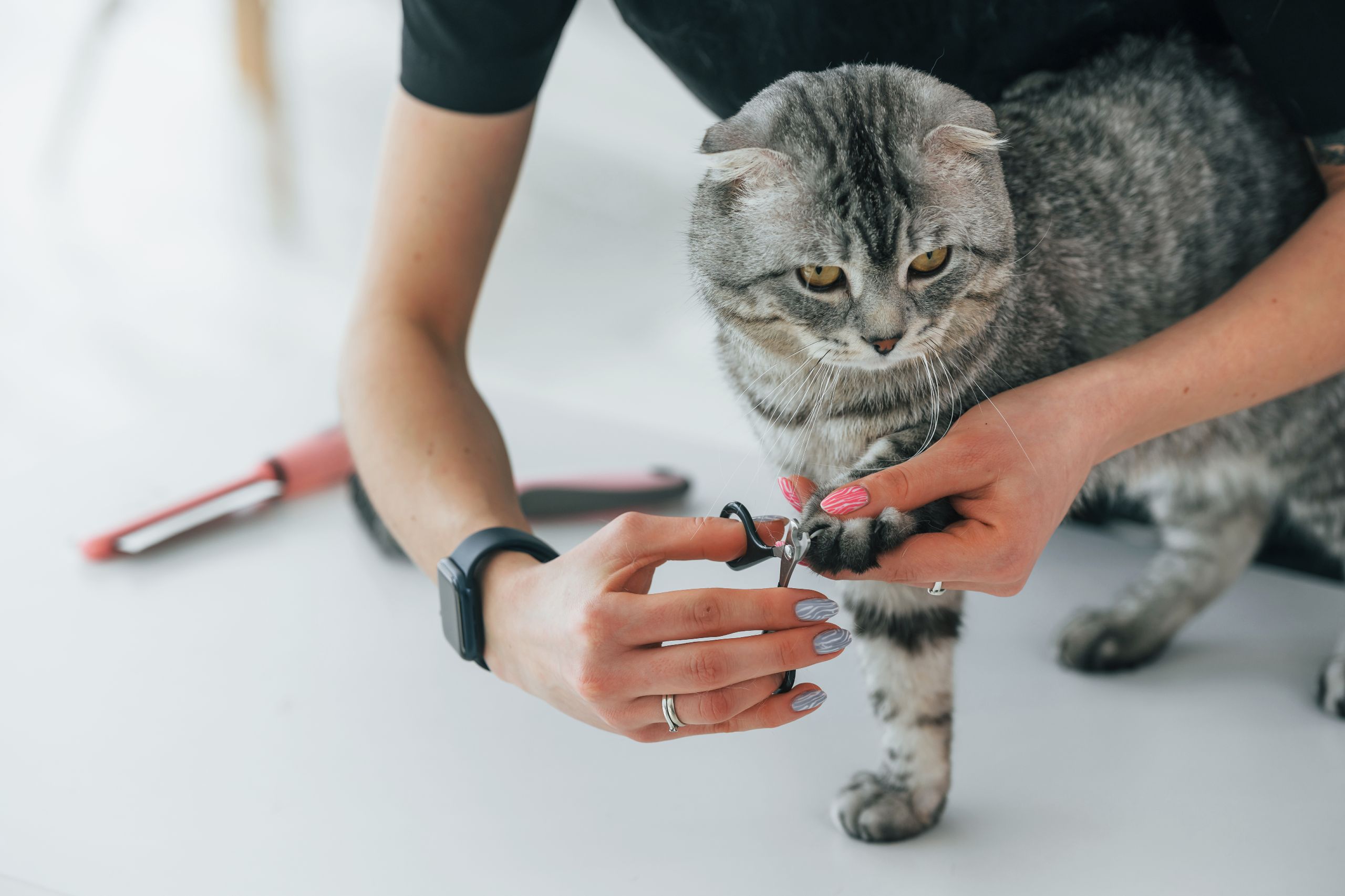 scottish-fold-cat-is-in-the-grooming-salon-with-fe-2023-11-27-04-56-48-utc.jpg